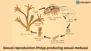 Sexual reproduction of polyp