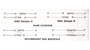 r-DNA