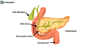 pancreas function