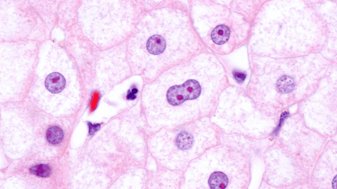 What is amitosis in cell division - ScienceQuery