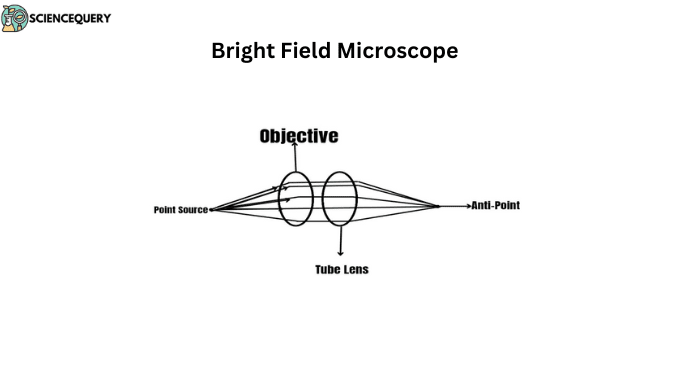 Bright Field Microscope Sciencequery Bright Field Microscope Sciencequery