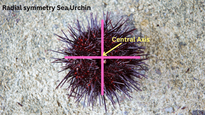 Radial Symmetry Sciencequery