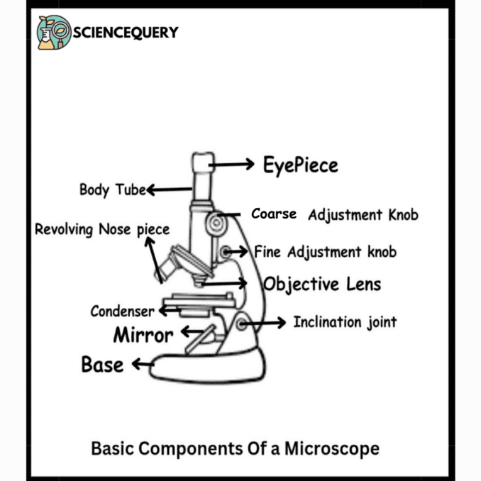Basic Microscope Labelled Different Microscope parts labelled - ScienceQuery