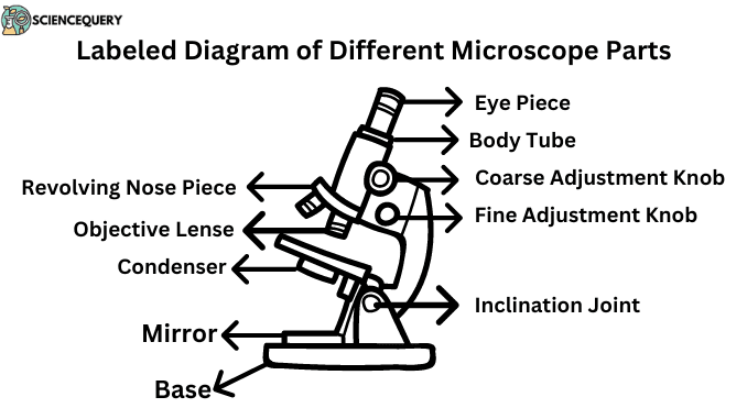 Microscope parts labelled Microscope parts labelled