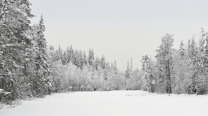 Food web in taiga - ScienceQuery