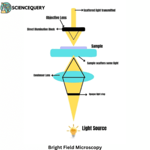 Bright Field Microscope