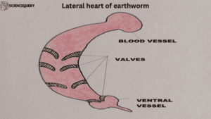 Lateral heart of earthworm