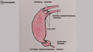 Latero-oesophageal hearts