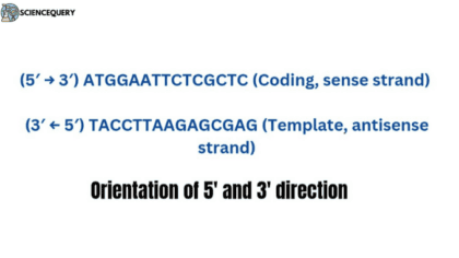 Coding Strand Structure Template vs Coding Strand - ScienceQuery