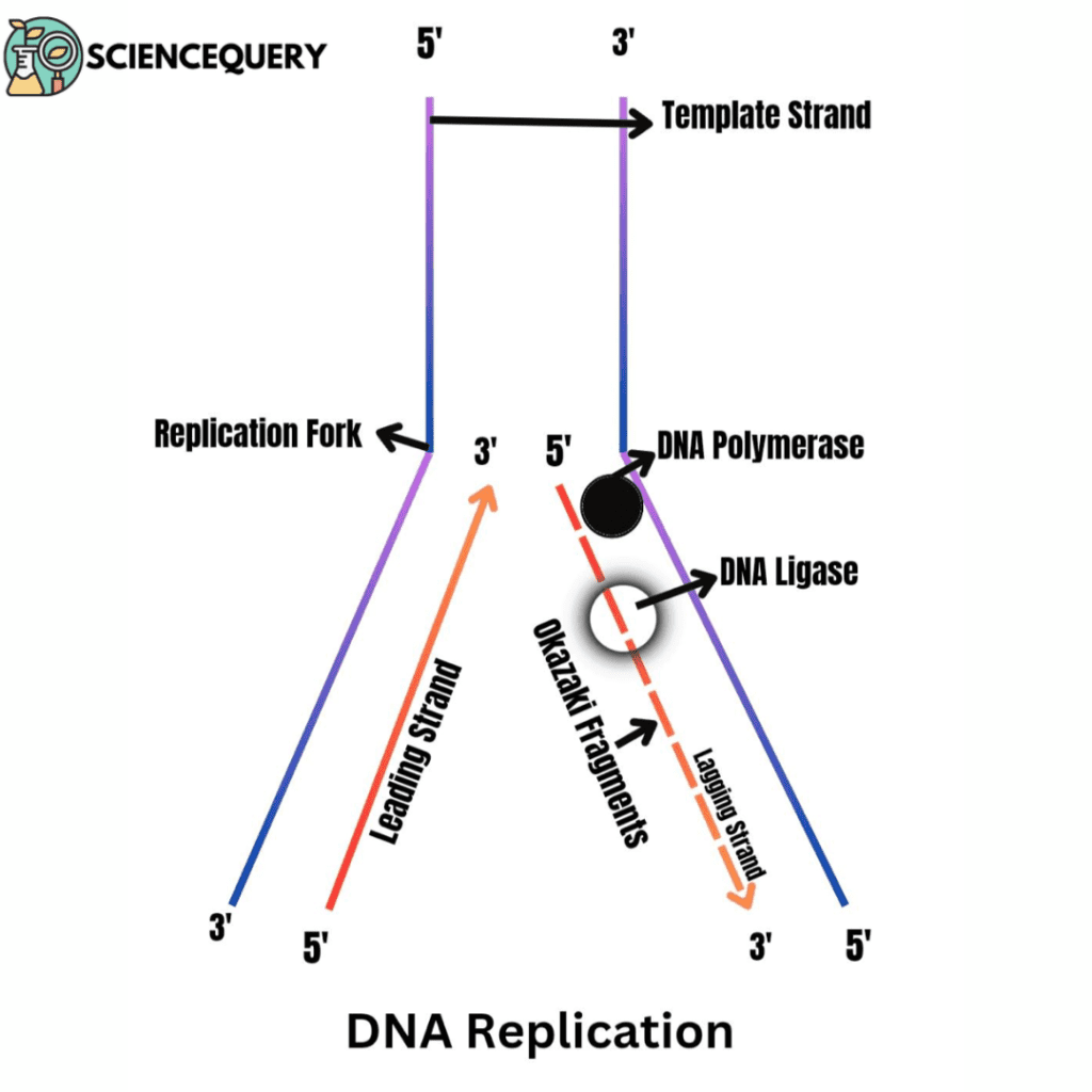 Template vs Coding Strand ScienceQuery Template vs Coding Strand ScienceQuery