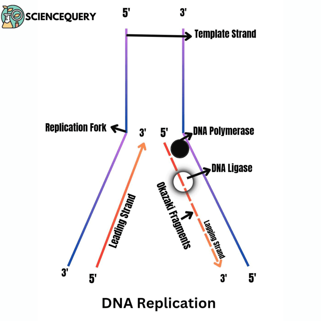 Template vs Coding Strand - ScienceQuery