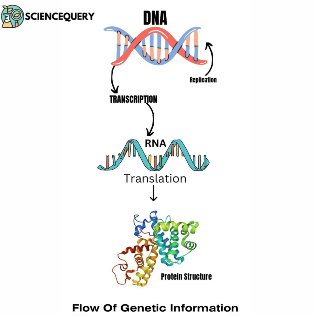 Genetic Codons - Science Query