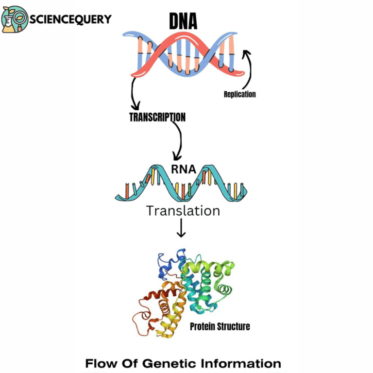 Dna Codons Project Genetic Codons - ScienceQuery