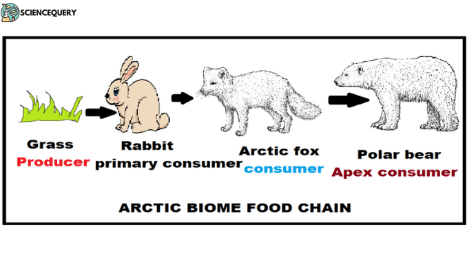 Tundra Biome Food Chain Biology Diagrams