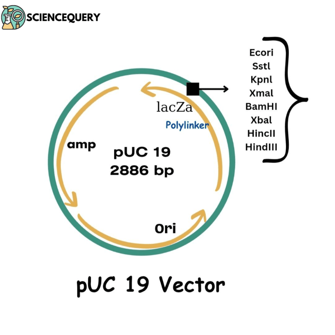 pUC19 Vector - ScienceQuery