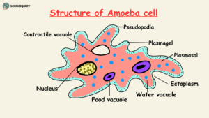 Structure of Amoeba cell