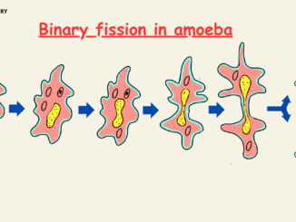 Binary Fission in Amoeba