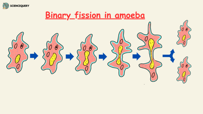 Binary Fission in Amoeba