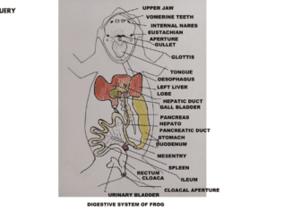 Digestive system in frog