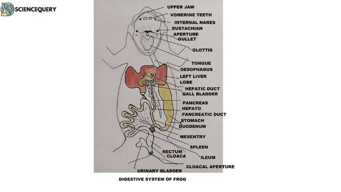 Digestive system in frog