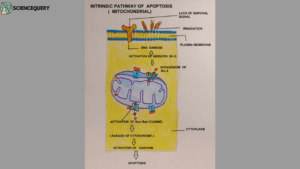 Intrinsic pathway of Apoptosis