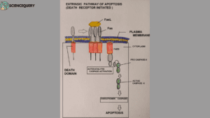 Extrinsic pathway of apoptosis