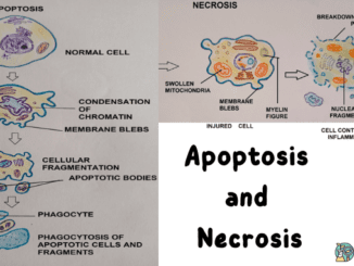 Apoptosis and Necrosis