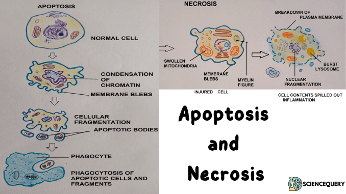 Apoptosis and Necrosis