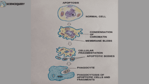 Apoptosis