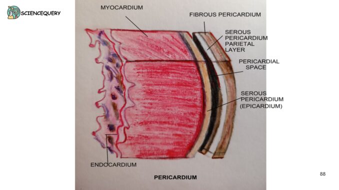 Pericardium