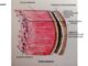 Pericardium