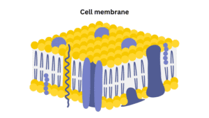 Cell membrane