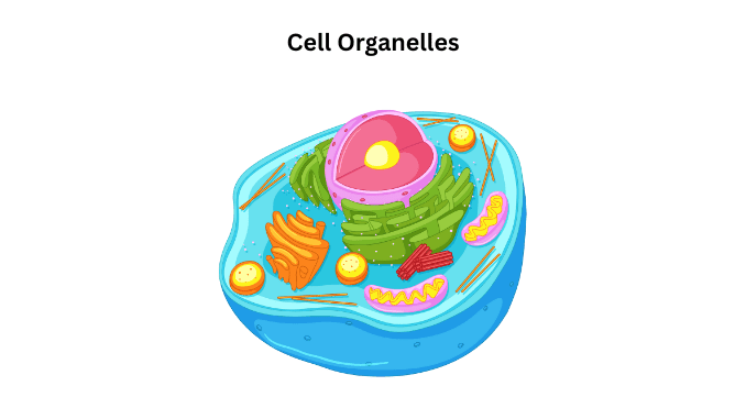 Cell Organelles Cell Organelles