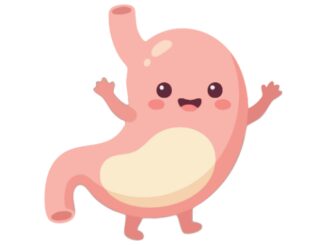 primary function of hydrochloric acid in the stomach